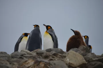 Fototapeten penguins in South Georgia © vormenmedia