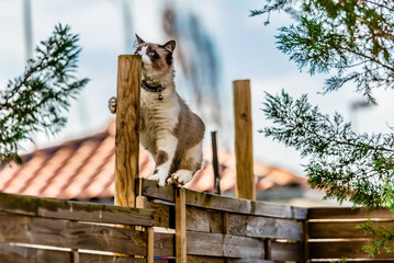 chat sur la barrière 