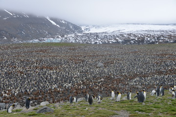 Obraz premium King penguin colony in South Georgia, glacier