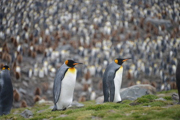 penguin colony in South Georgia