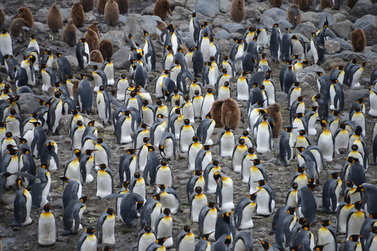 Group pinguins