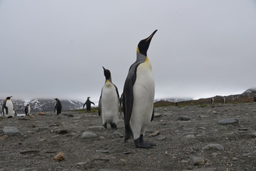 King Penguins 