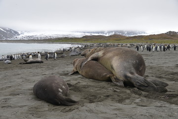 King Penguins and elephant seal