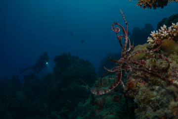 Reefscape with a diver silhouette