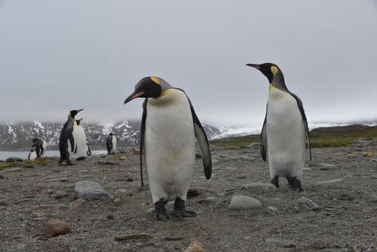 King Penguin large colony