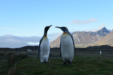 Fototapeta premium Koningspinguins on South Georgia