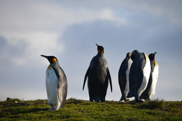 Fototapeta premium King Penguins on South Georgia Island