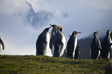 Fototapeta premium King Penguins on South Georgia Isles