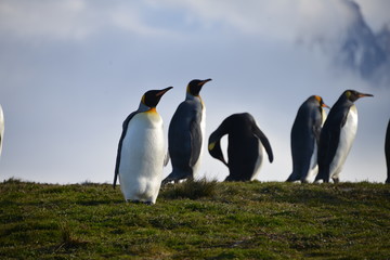 Penguins relaxing South Georgia