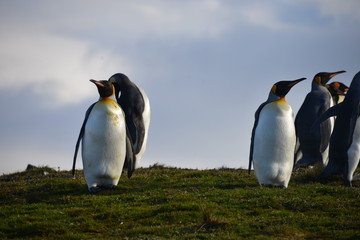 Fototapeta premium Group King Pinguins on South Georgia