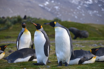Obraz premium Colony Penguins on South Georgia