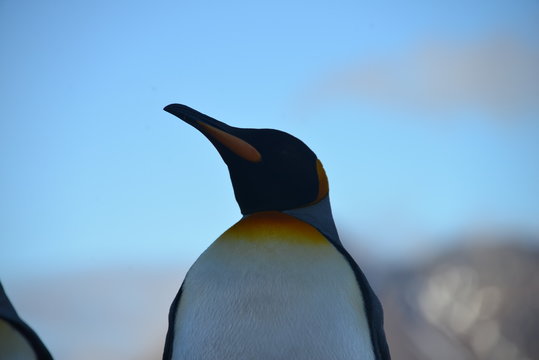 Koningspinguin in South Georgia