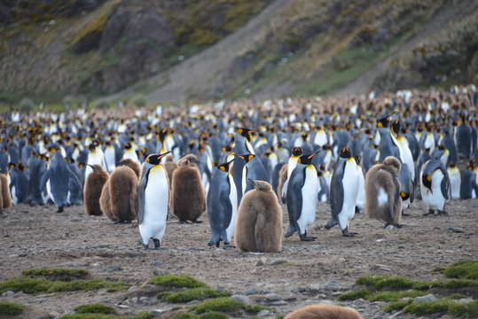 Large group Penguins on South Georgia