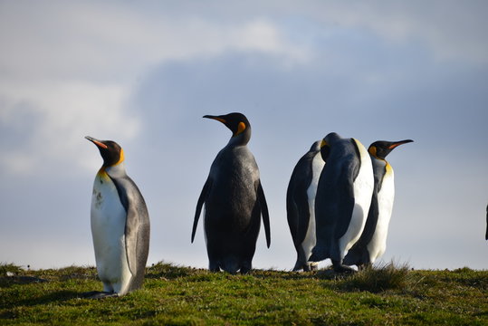 King Penguins on South Georgia Isle