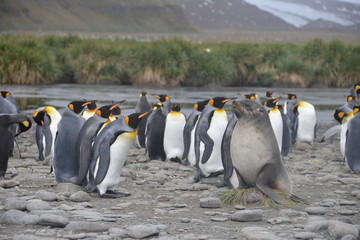 Pinguins and sea lions on South Georgia