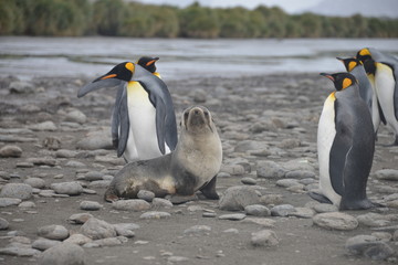 Fototapeta na wymiar Pinguins and seal on South Georgia