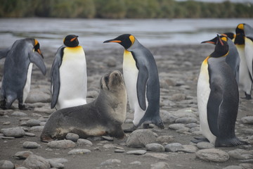 Fototapeta na wymiar Pinguin on South Georgia