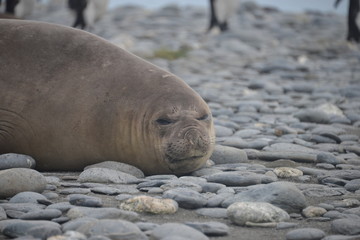 Zeeolifant, South Georgia