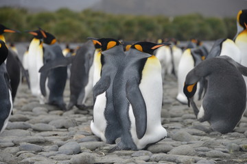 Obraz premium Penguin on South Georgia