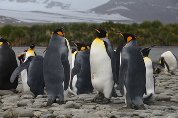 Fototapeta premium Group penguins on South Georgia
