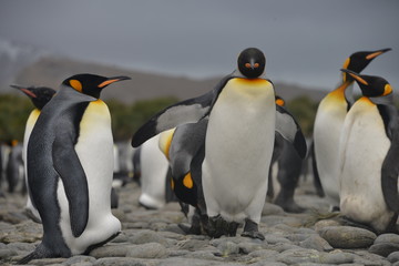 King Penguin colony on South Georgia