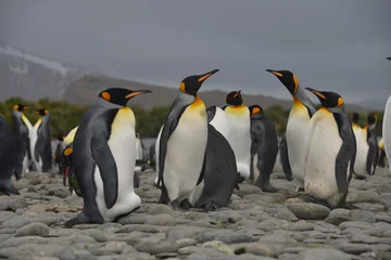 Foto op Canvas Grote pinguïnkolonie op Zuid-Georgia © vormenmedia