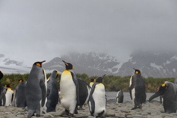 Obraz premium Penguin colony on South Georgia - cloudy