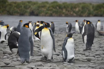 Fototapeten Pinguinkolonie auf Südgeorgien - Fortuna © vormenmedia