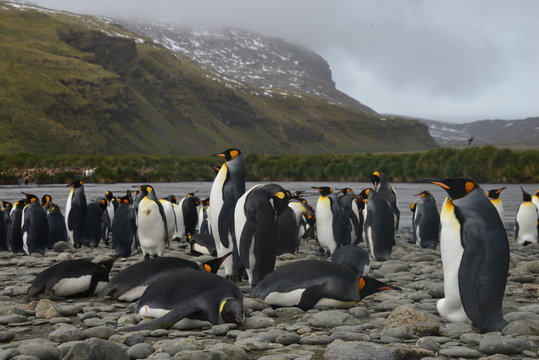 South Georgia - king penguins