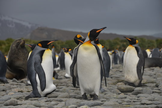 King penguins on South Georgia island