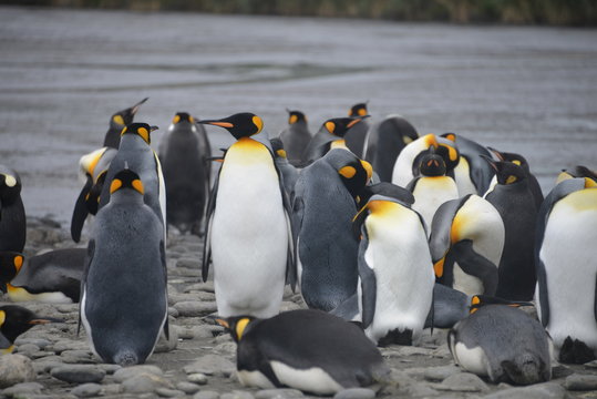 Penguin colony on South Georgia - fortuna bay