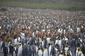 Rolgordijnen Penguin colony, South Georgia © vormenmedia