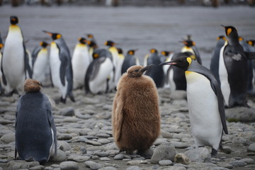 Obraz premium King Penguins