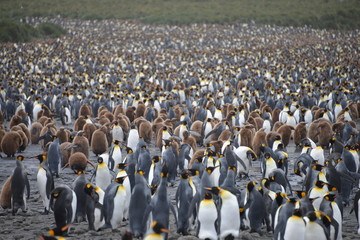 King Penguins on South Georgia