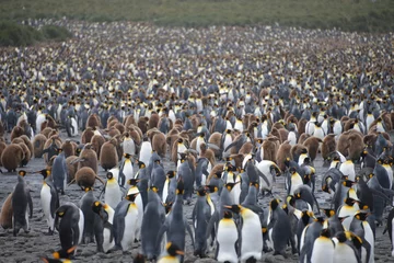 Rolgordijnen King Penguins on South Georgia © vormenmedia