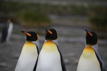 Fototapeta premium Penguin kolonie on South Georgia