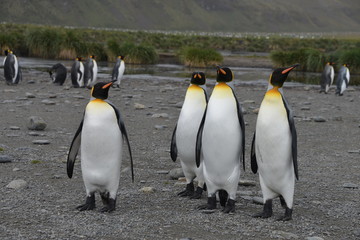 Fototapeta premium Pinguin colony on South Georgia