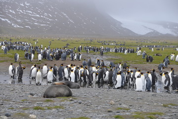 Obraz premium Wildlife on South Georgia