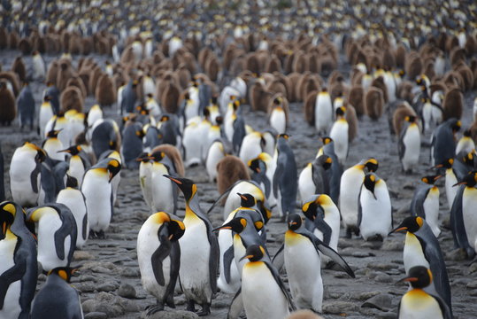 King Penguins on South Georgia Antarctica