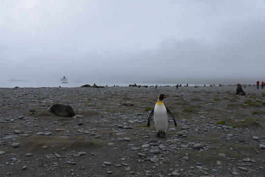 Lonely penguin on South Georgia
