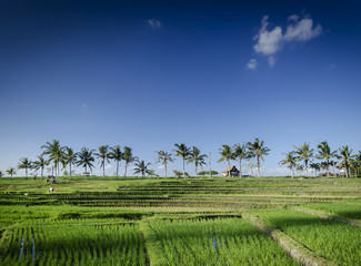 Fototapeta na wymiar rice paddie fields landscape view in south bali indonesia