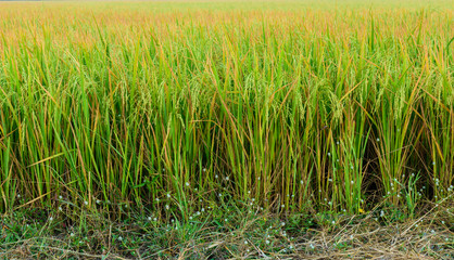 Rice field is Plentiful in thailand