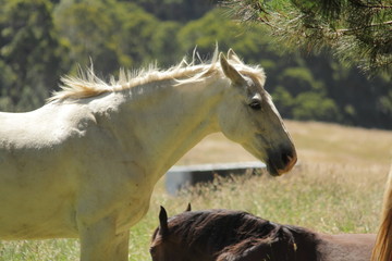 Australian horse farm