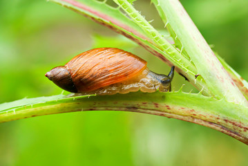 Garden snail persistently crawling on a green grass stalk