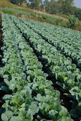 Growing cabbage farm field - Crop plots 