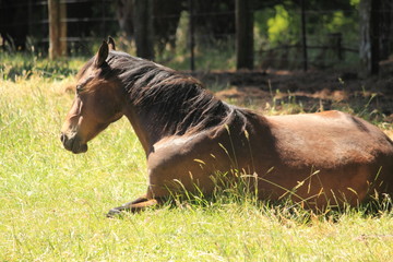 Fototapeta premium Australian horse farm