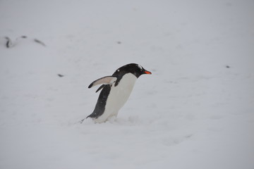 Pinguin in blizzard - 186091123