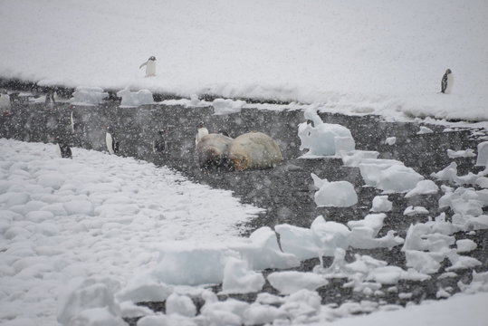 Penguins and seals in blizzard