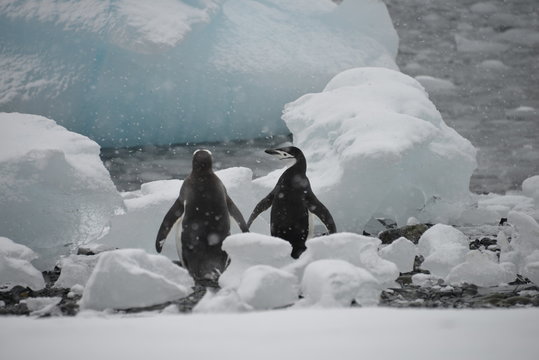 Pinguin photo Antarctica, scenery