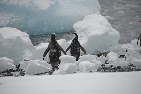 Pinguins ice Antarctica, scenery